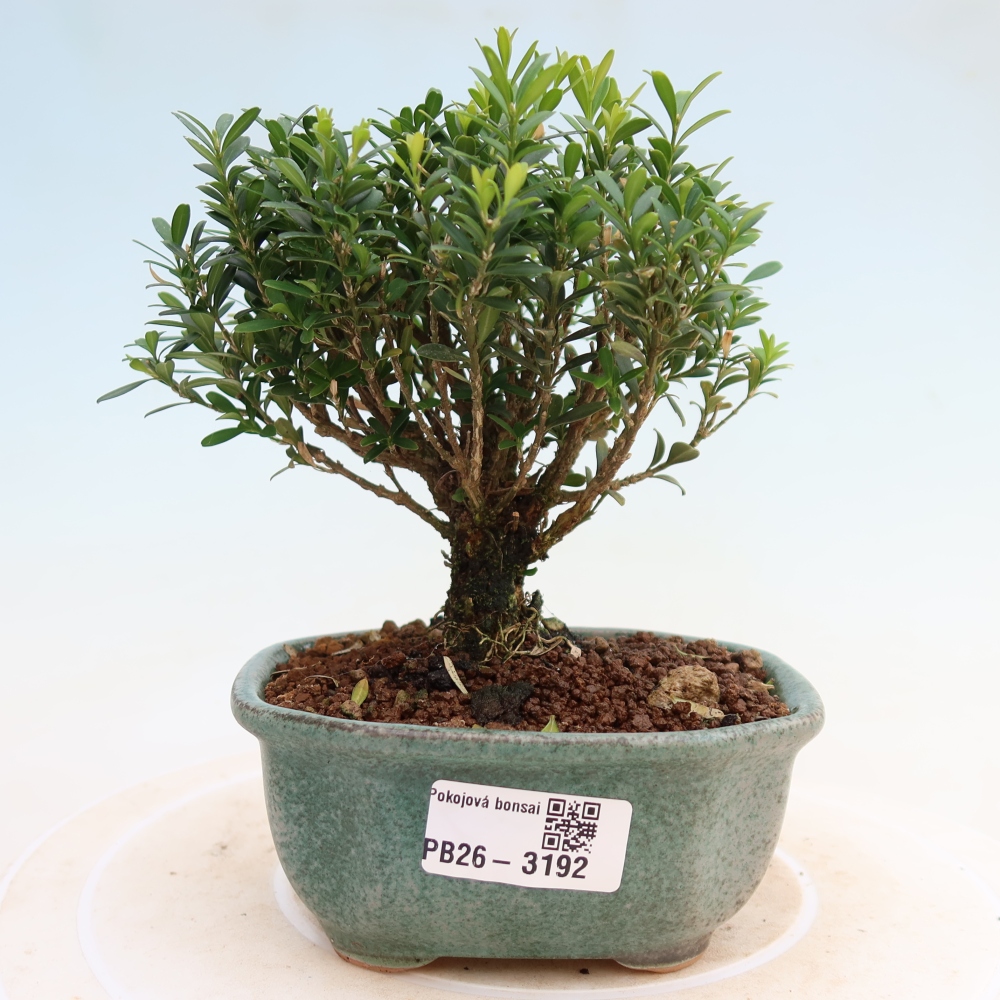 Room bonsai - Buxus harlandii - cork buxus