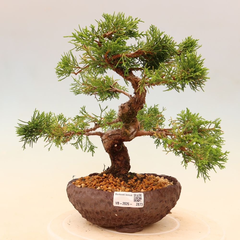 Outdoor bonsai - Juniperus chinensis Itoigawa