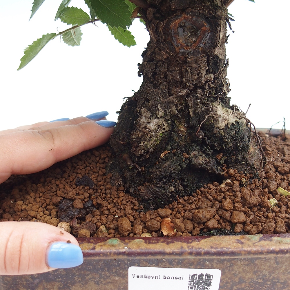 Outdoor bonsai - Zelkova - Zelkova NIRE