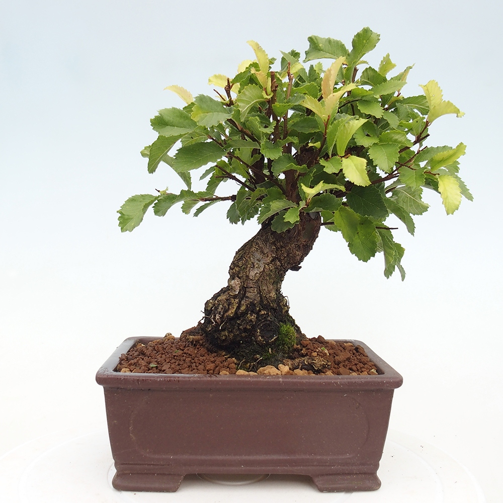 Outdoor bonsai - Zelkova - Zelkova NIRE