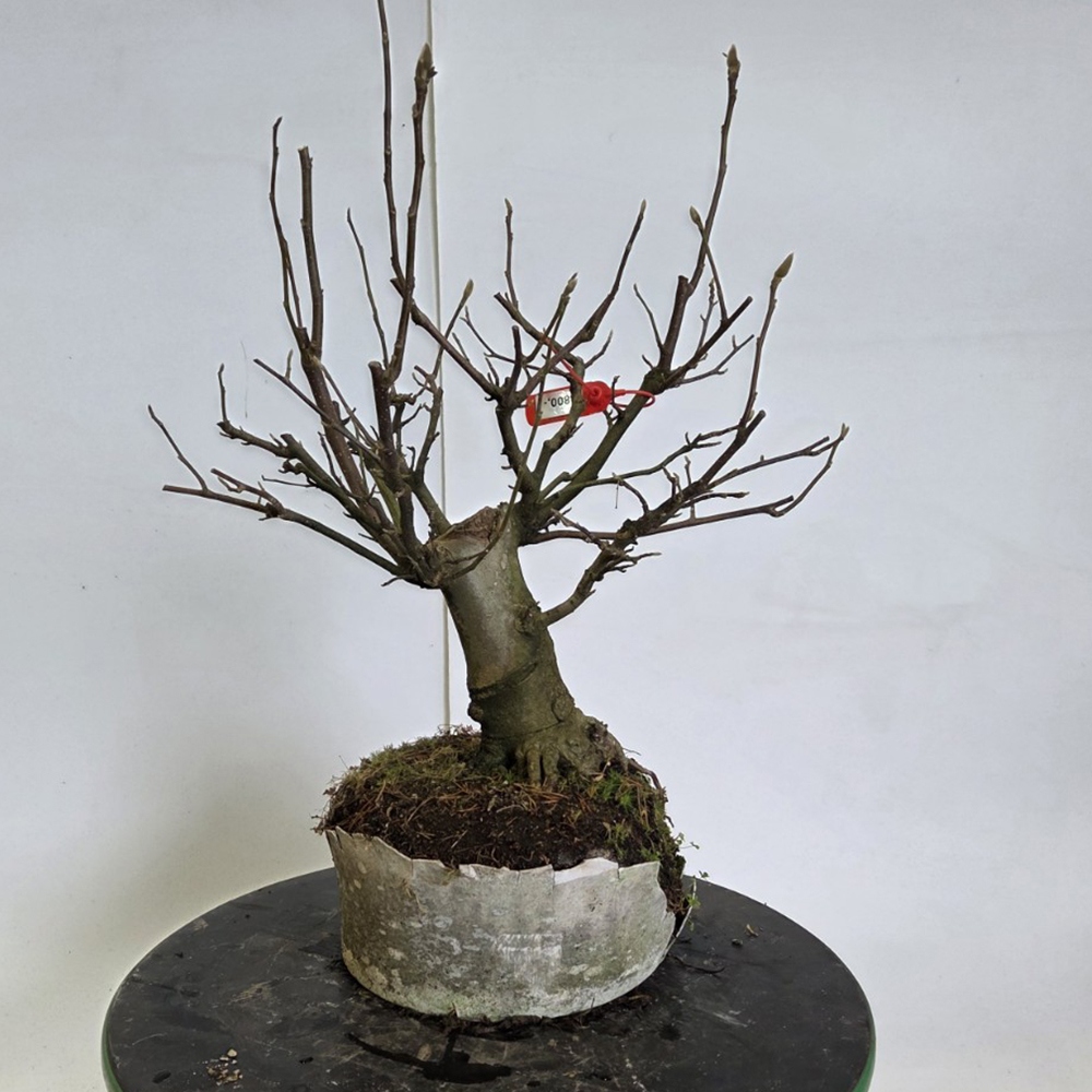 Outdoor bonsai - magnolia - Šácholan