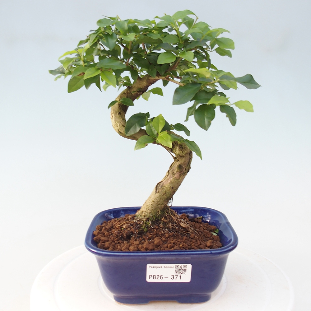 Room bonsai -Ligustrum chinensis - Birds Beak
