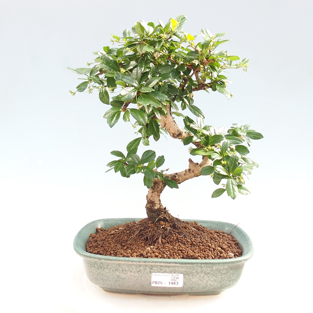 Room bonsai - Carmona macrophylla - Tea fuki