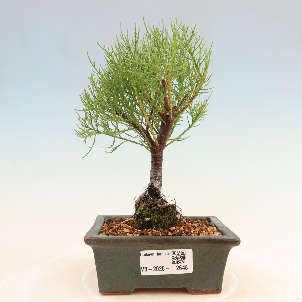 Outdoor Bonsai - Tamarisk - Tamarix