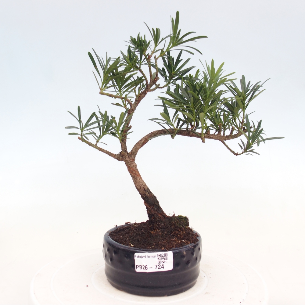 Room bonsai - Podocarpus - Stone Yew