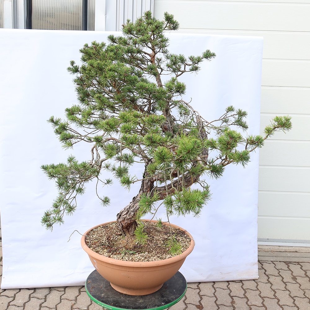 Pinus sylvestris Spain - Scots pine