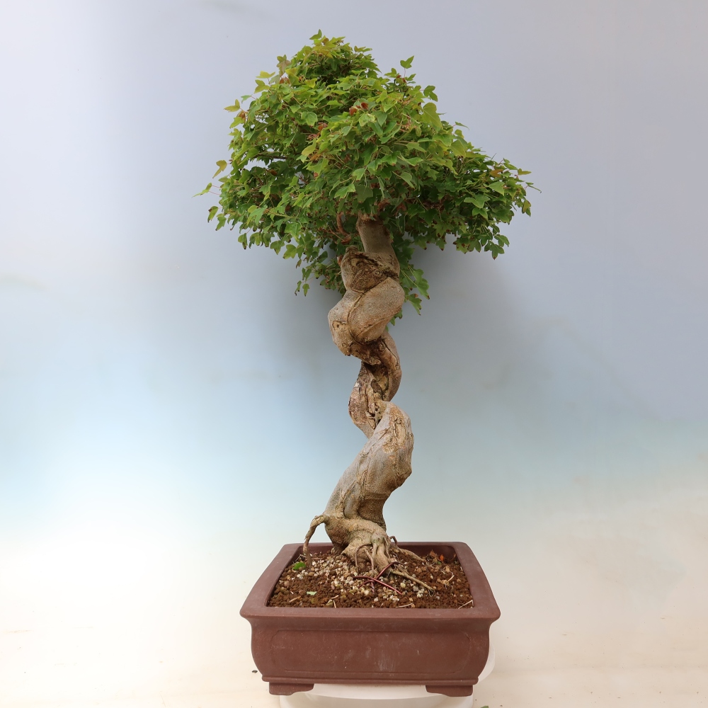 Outdoor bonsai - Acer Buergerianum - Burger Maple
