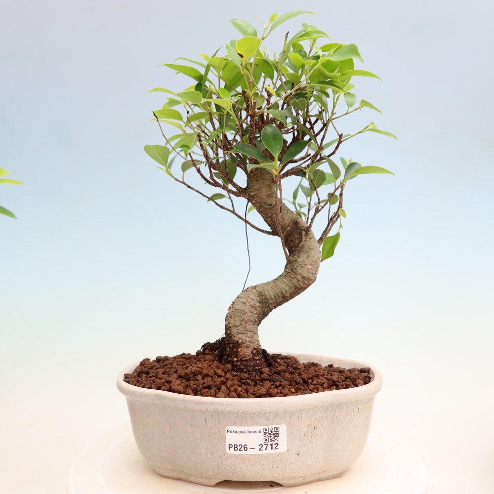 Room bonsai - Ficus kimmen - small-leaved ficus