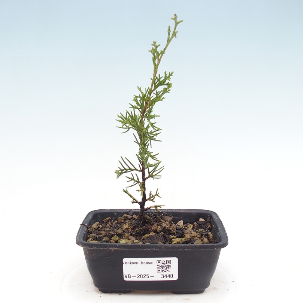 Outdoor bonsai - Juniperus chinensis Itoigawa - Chinese juniper