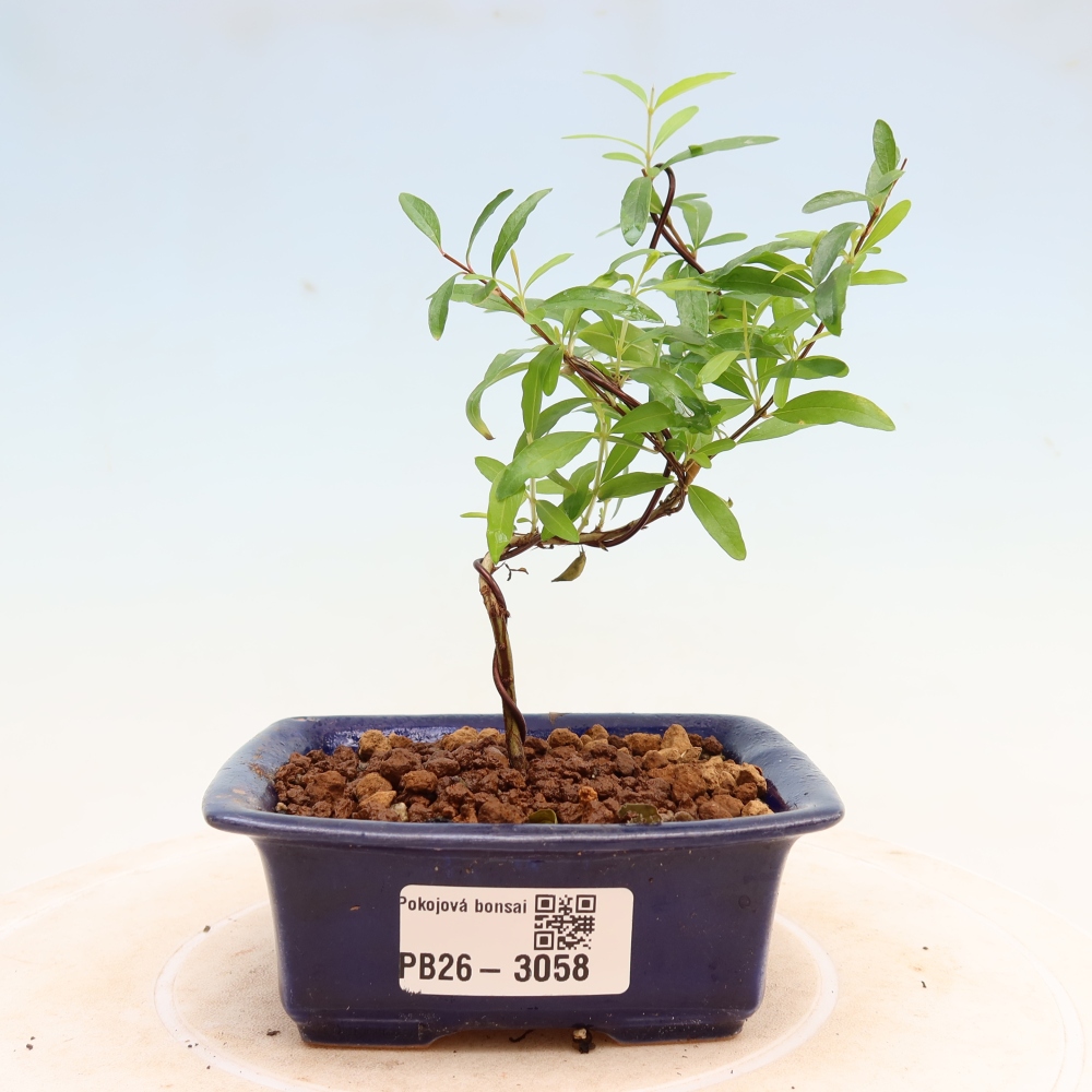 Room bonsai-PUNICA granatum nana-Granate apple