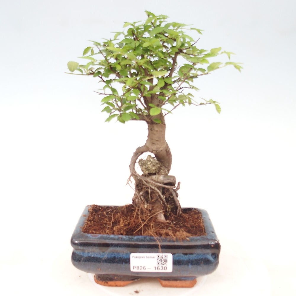 Room bonsai - Ulmus parvifolia - Small-leaved elm