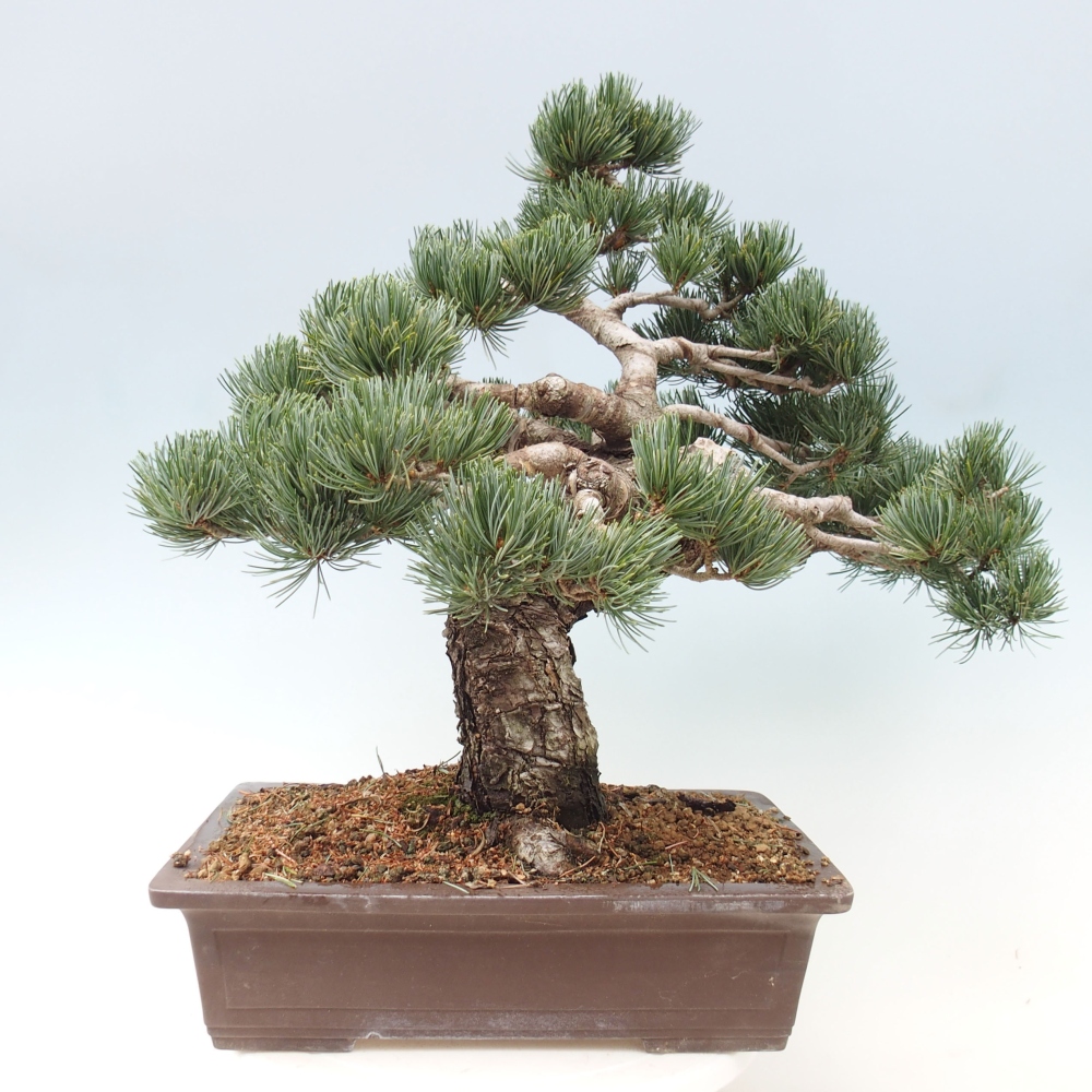 Outdoor bonsai - Pinus parviflora - Small pine tree