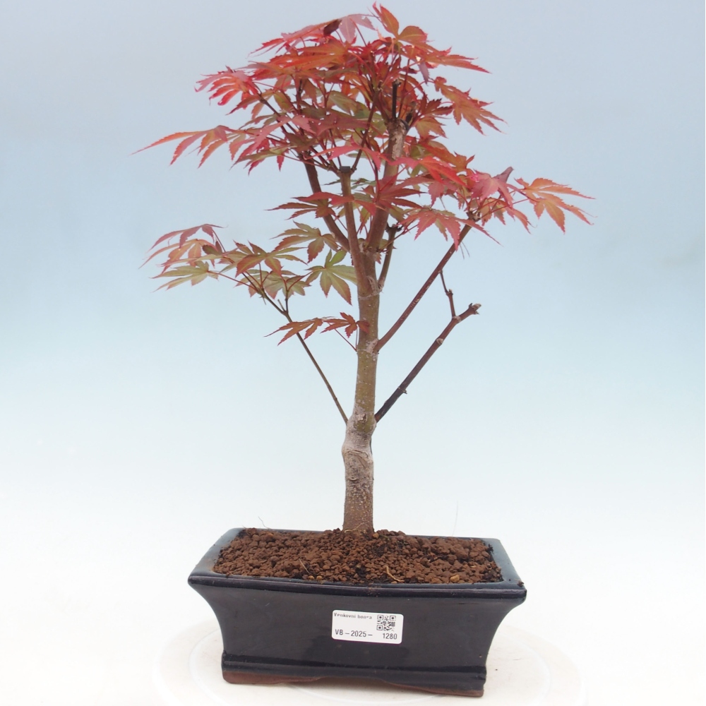 Outdoor bonsai - Acer palm. Atropurpureum-Palmleaf Maple