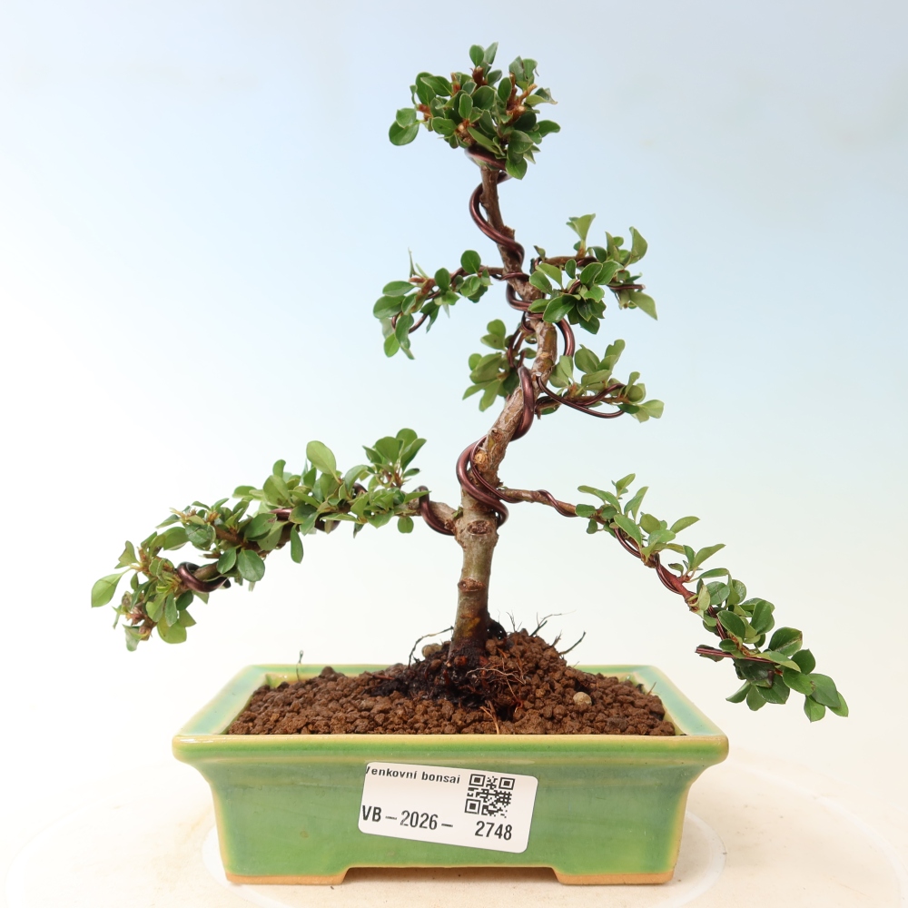 Outdoor bonsai - Cotoneaster horizontalis - Rocky Mountain