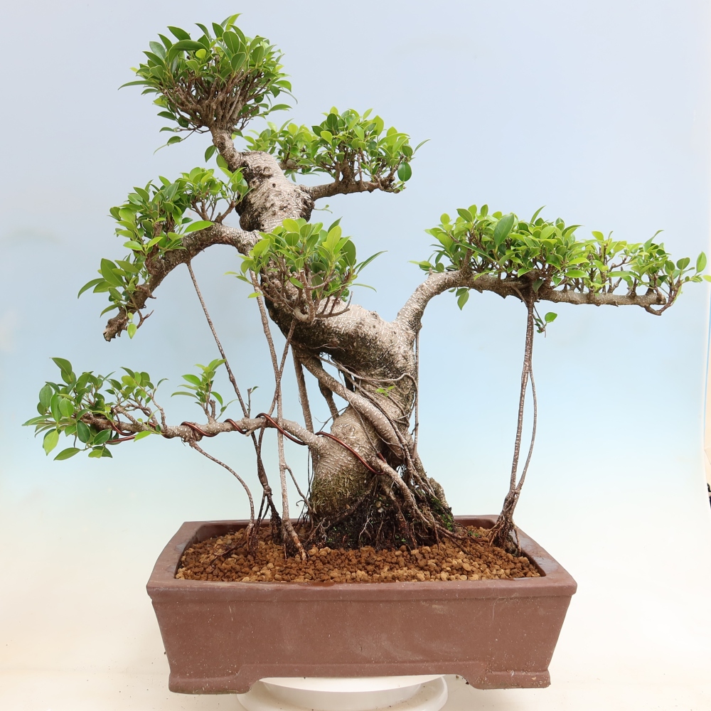 Room bonsai - Ficus kimmen - small-leaved ficus