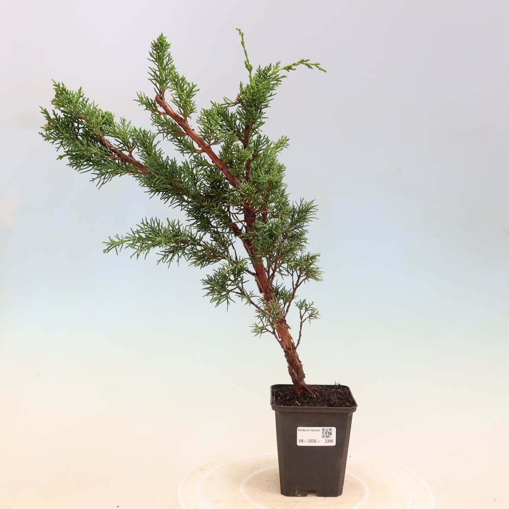 Outdoor bonsai - Juniperus chinensis Kishu