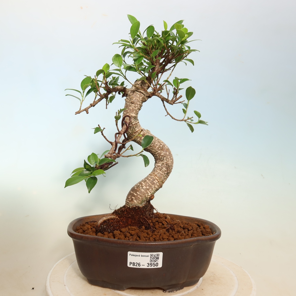 Room bonsai - Ficus kimmen - small-leaved ficus