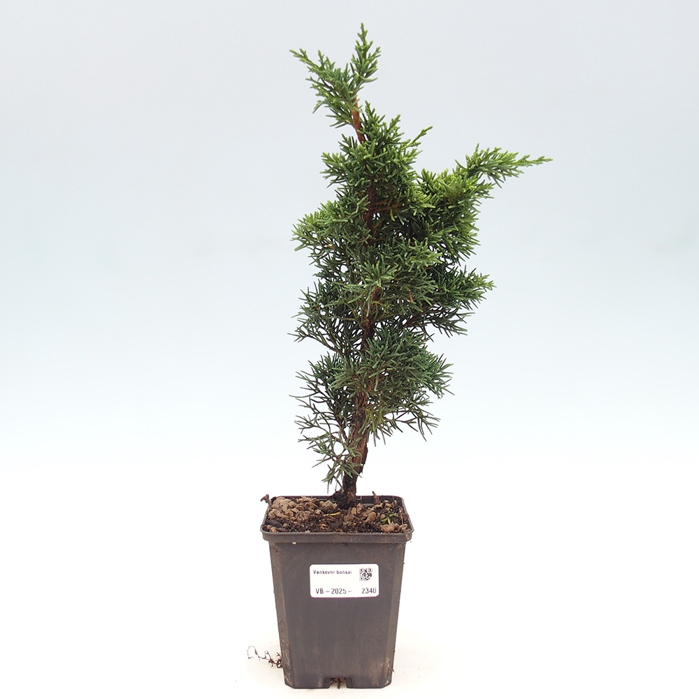 Outdoor bonsai - Juniperus chinensis Kishu - Chinese juniper