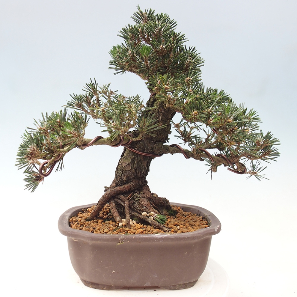 Outdoor bonsai - Pinus thunbergii Kotobuki - Thunberg pine