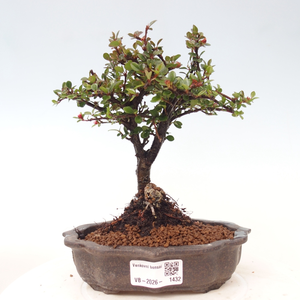 Outdoor bonsai - Cotoneaster horizontalis - Rocky Mountain