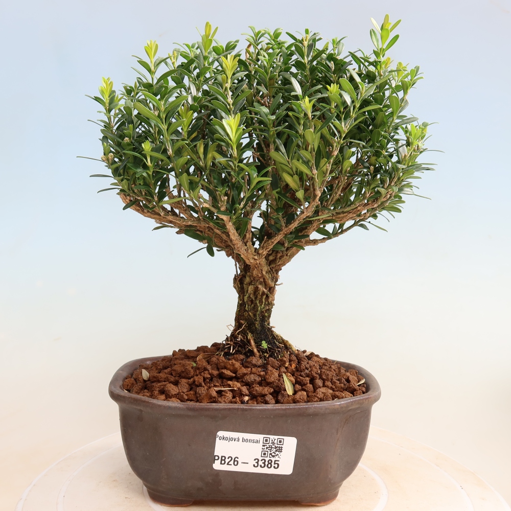 Room bonsai - Buxus harlandii - cork buxus