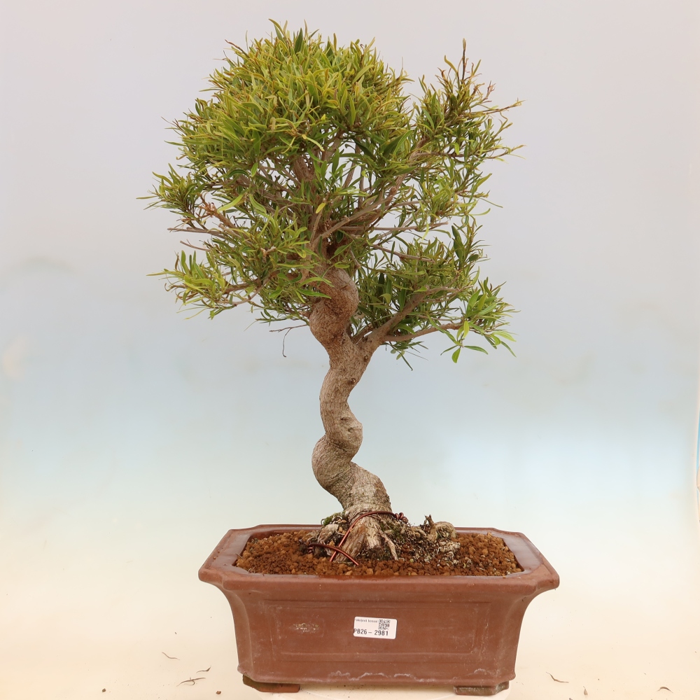 Room bonsai - Ficus nerifolia - small-leaved ficus