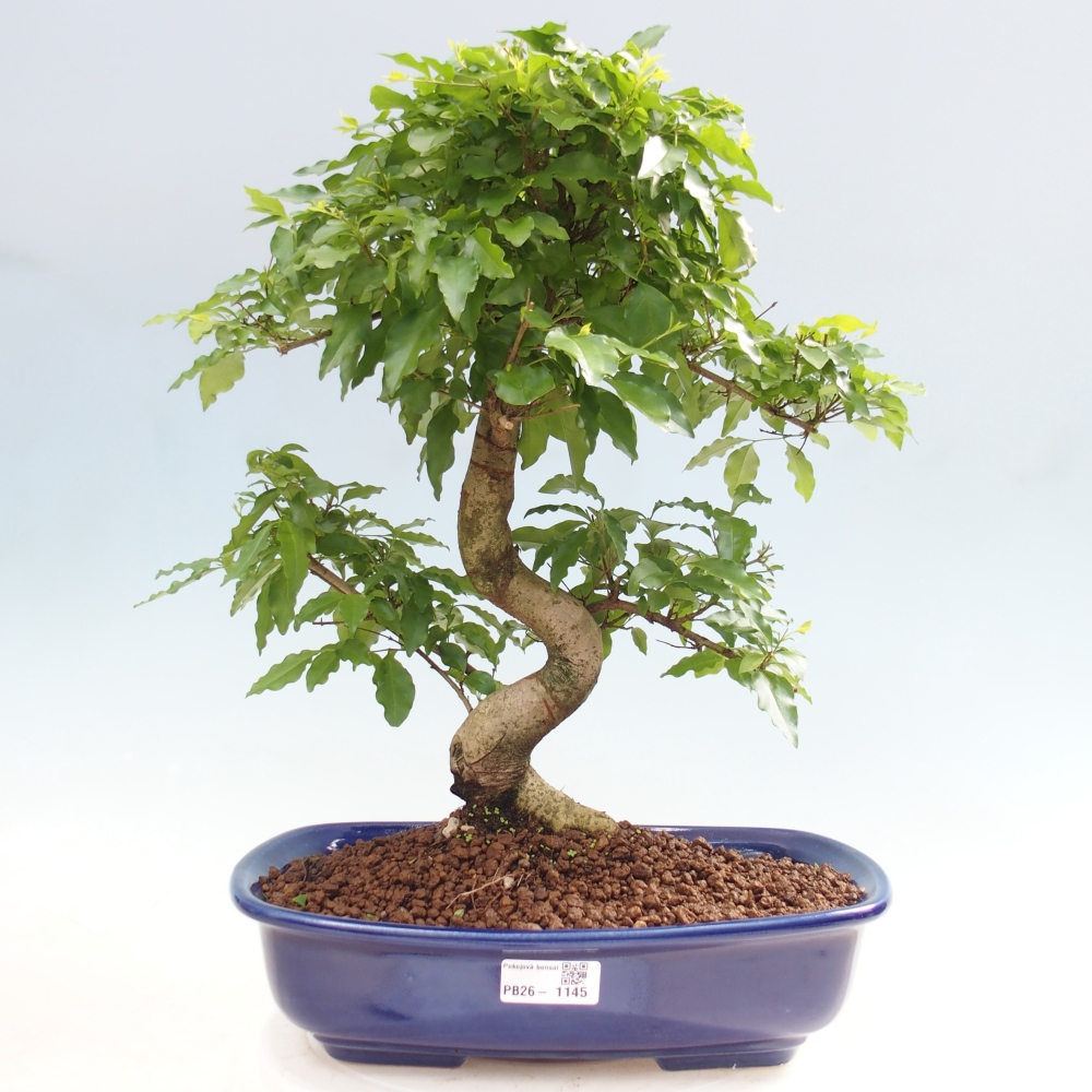Room bonsai -Ligustrum chinensis - Birds Beak
