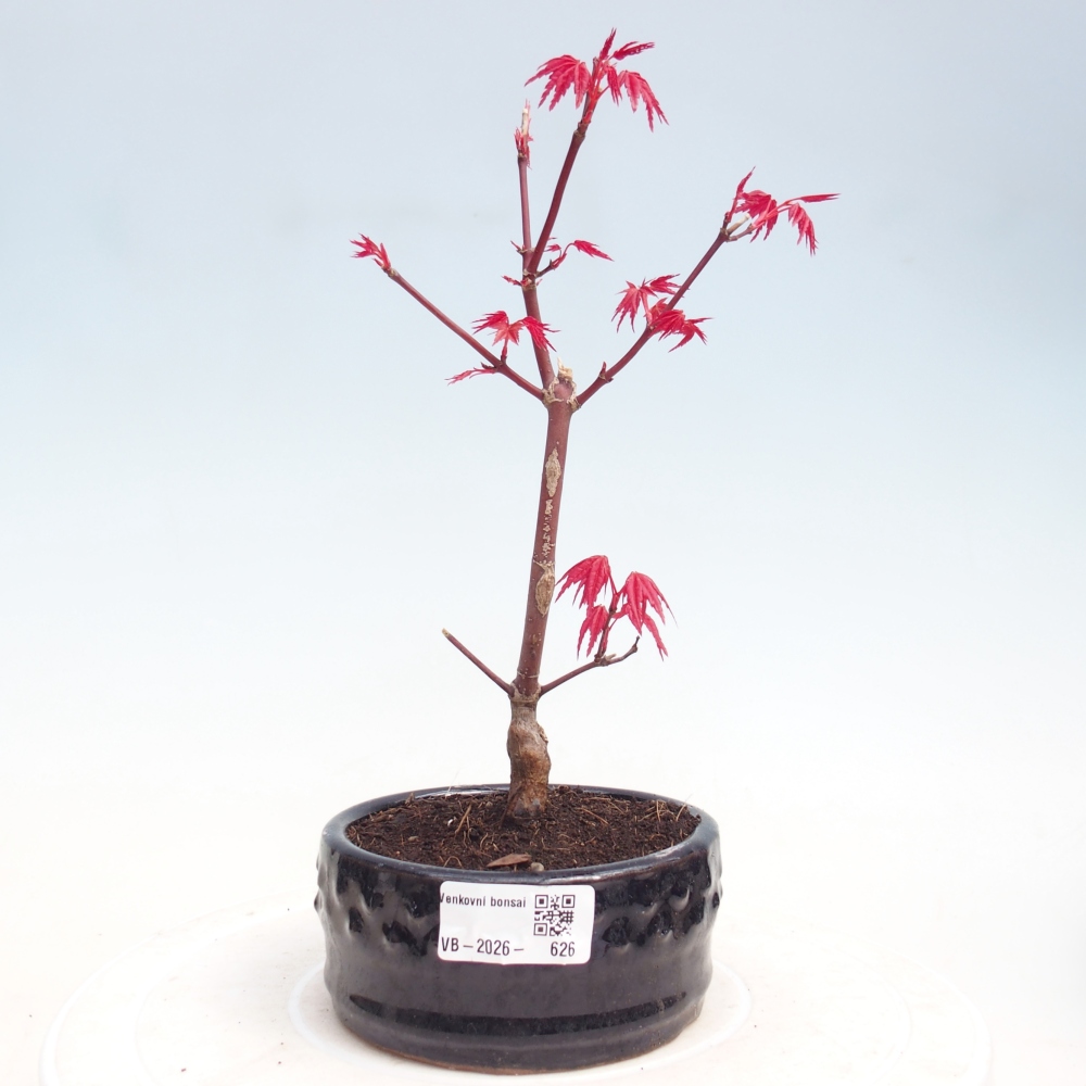 Outdoor bonsai - Acer palmatum DESHOJO