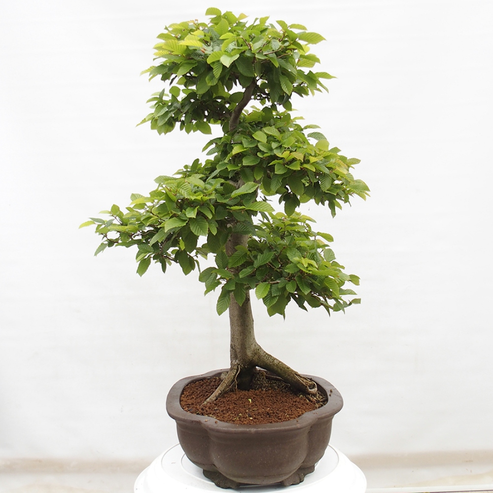 Outdoor bonsai - Hornbeam - Carpinus betulus