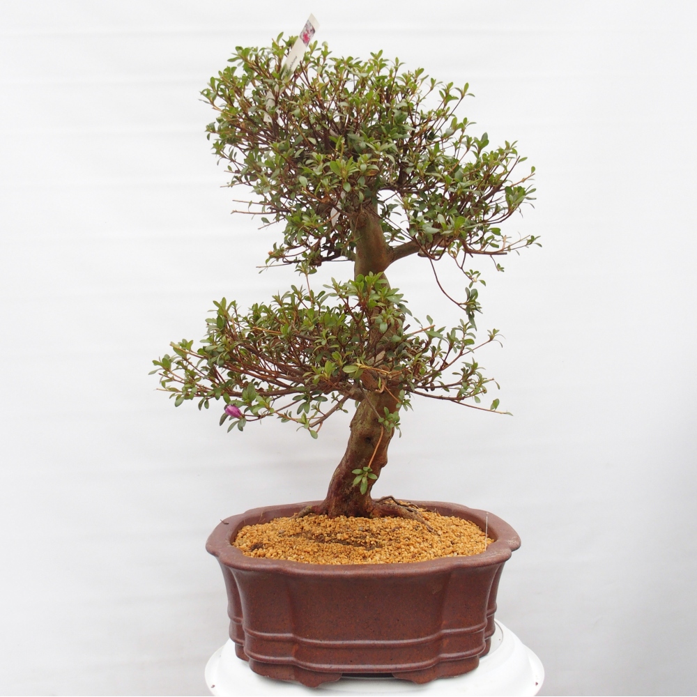 Outdoor bonsai - Japanese Azalea - Azalea Miyabihime