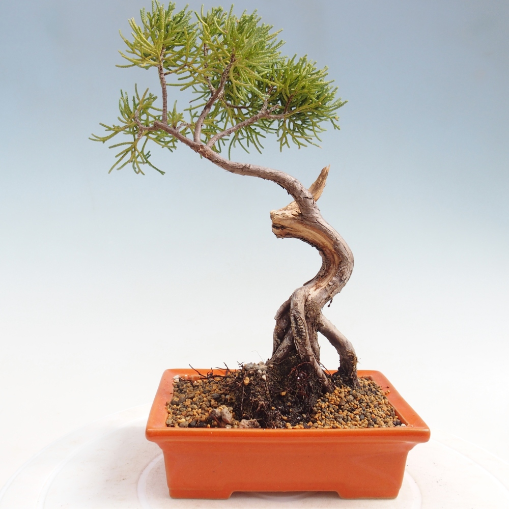 Outdoor bonsai - Juniperus chinensis Kishu