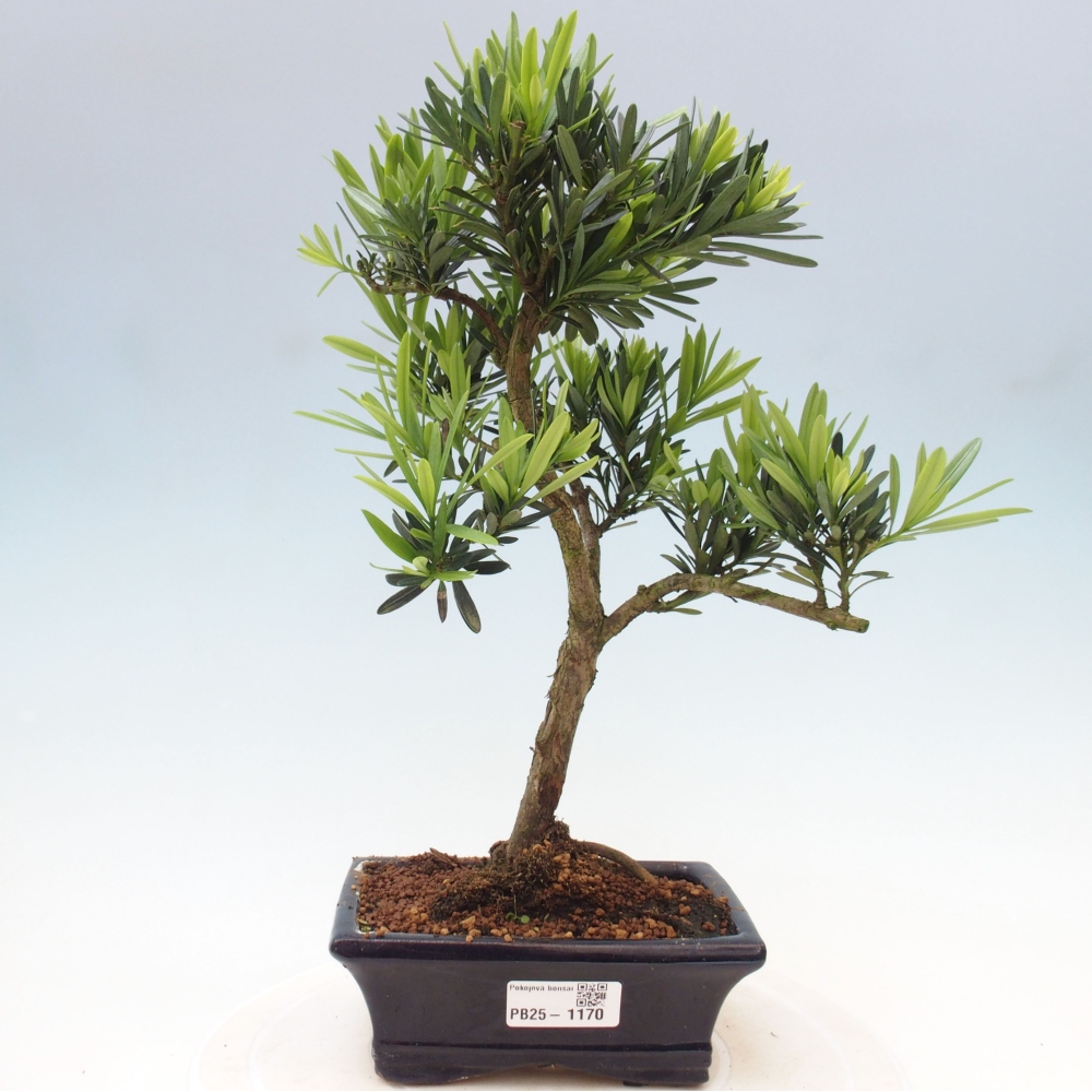 Indoor bonsai - Podocarpus - Stone thous