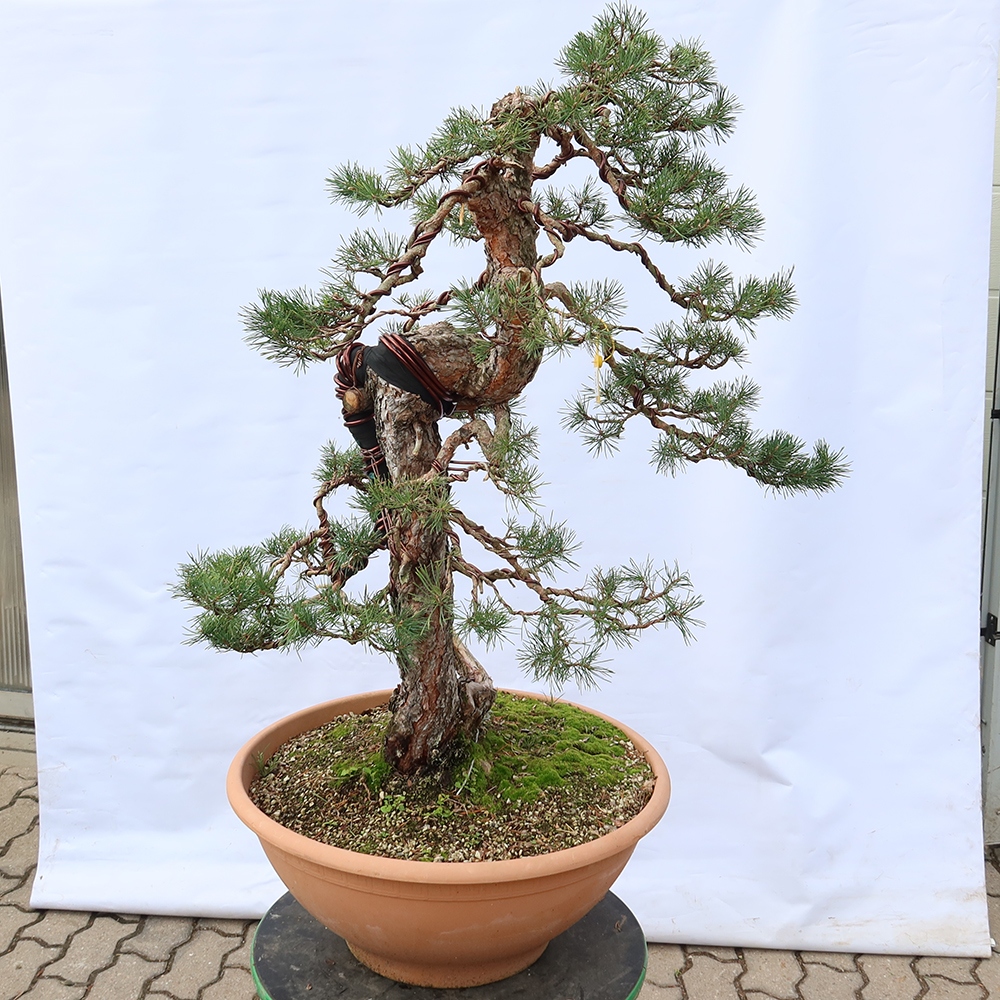 Pinus sylvestris Spain - Scots pine