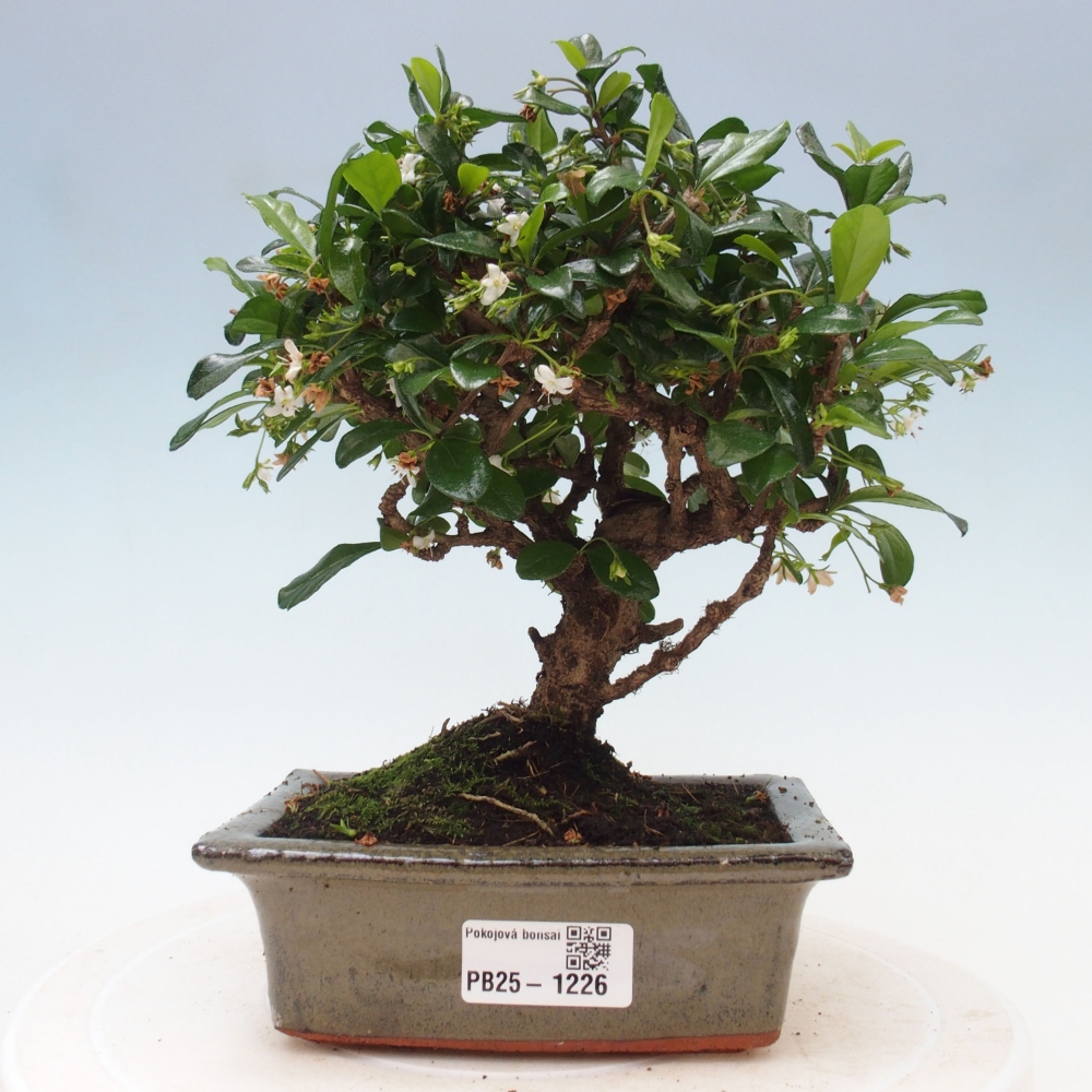Indoor bonsai - Carmona macrophylla - Fuki tea