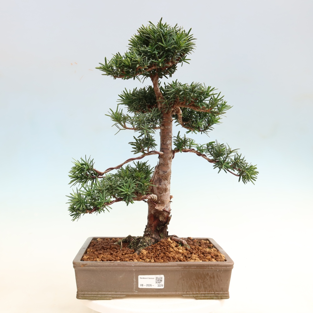 Outdoor Bonsai - Taxus cuspidata  - Japanese Yew