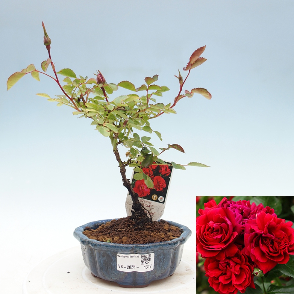 Outdoor bonsai - Rosa Kordes -  rose
