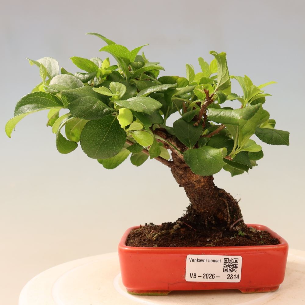 Outdoor bonsai - Celastrus orbiculatus