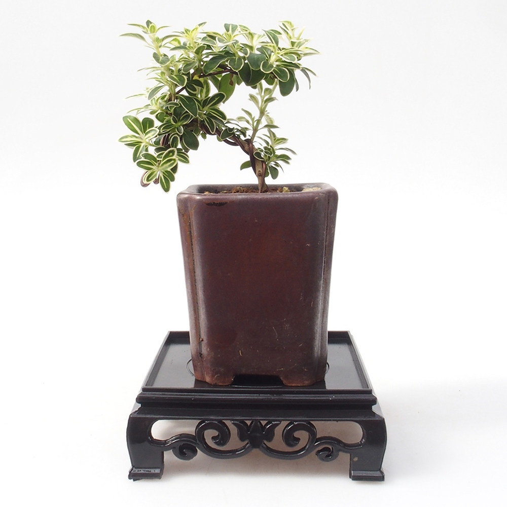Bonsai table plastic square 11 x 11 x 3,5  cm, color black