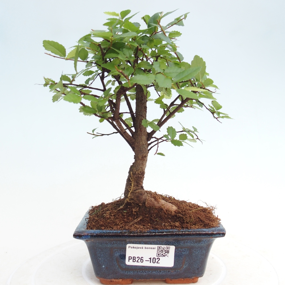 Room bonsai - Ulmus parvifolia - Small-leaved elm