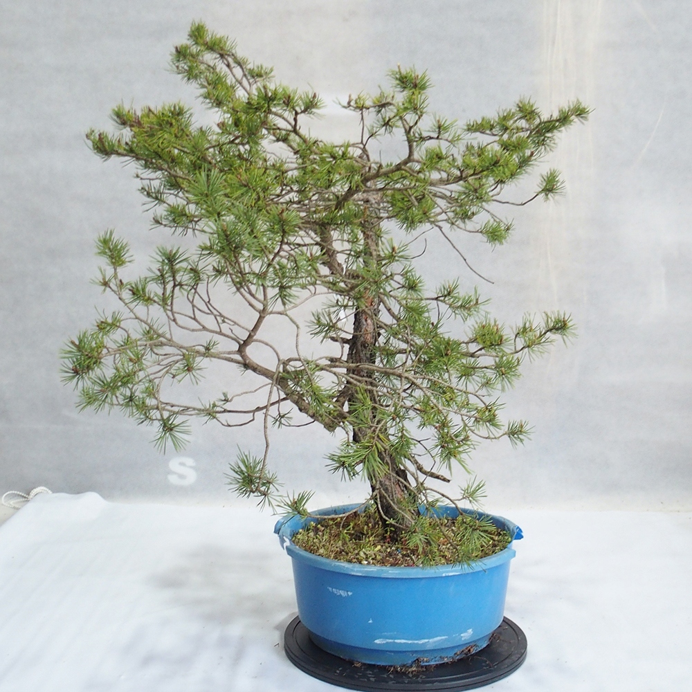 Yamadori - Pinus sylvestris 
