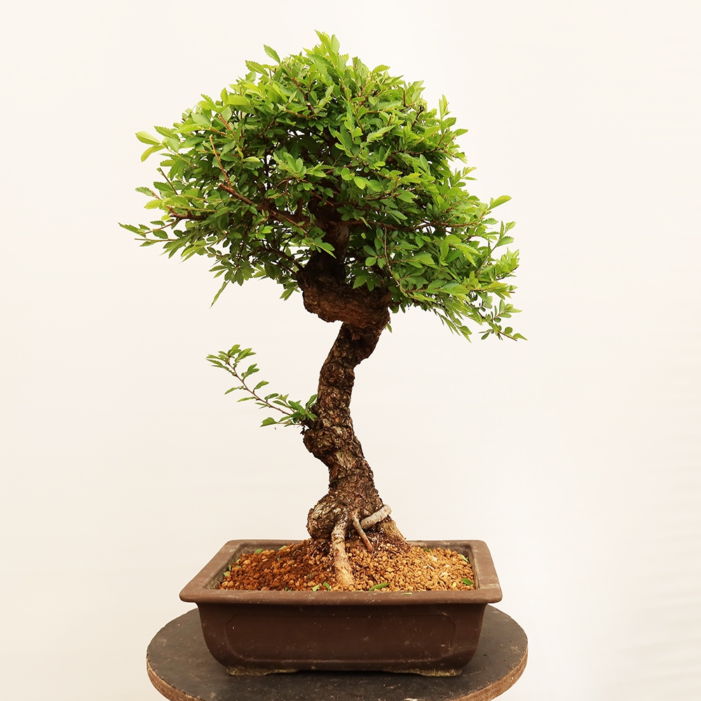 Outdoor bonsai - Zelkova - Zelkova NIRE