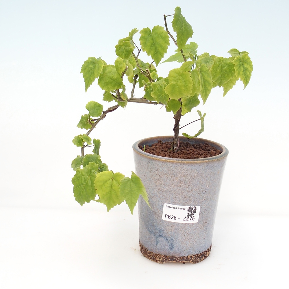 Indoor bonsai - Abutilon Big Bell - River cloudberry