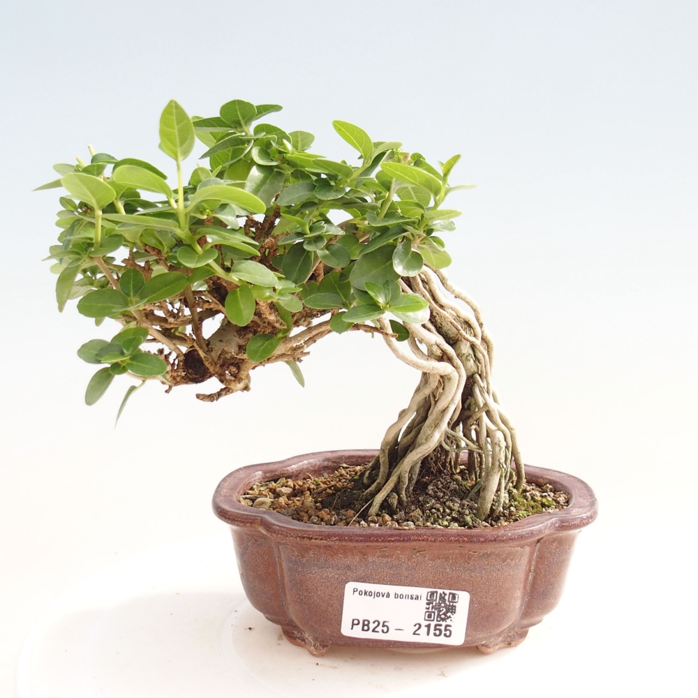 Indoor bonsai - Premna serratifolia - Kozlovon small-leaved