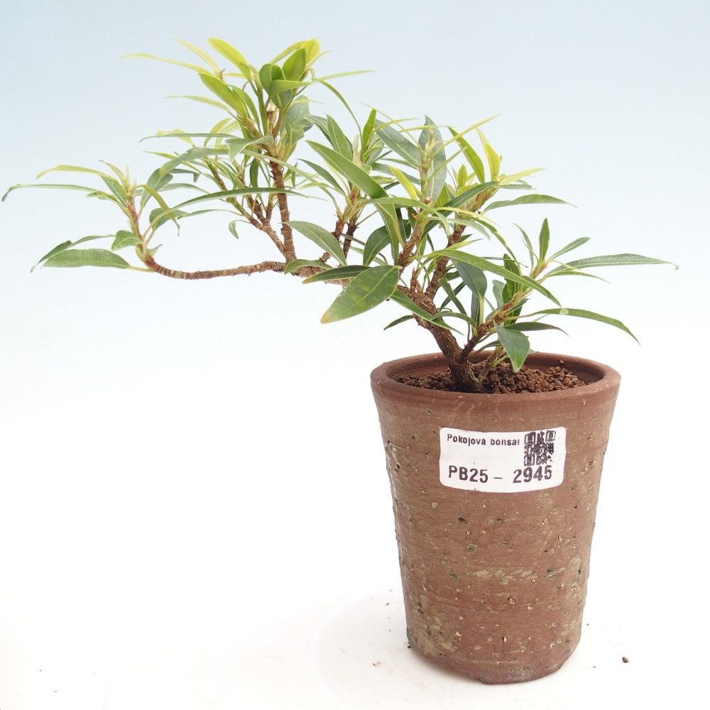 Indoor bonsai - Ficus nerifolia - small-leaved ficus