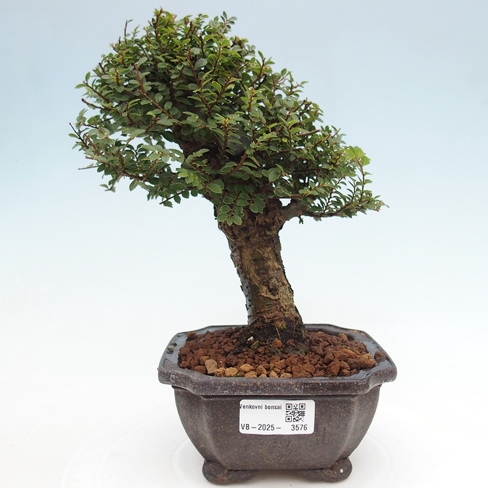 Outdoor bonsai - Ulmus parvifolia Hokkaido - Chinese elm