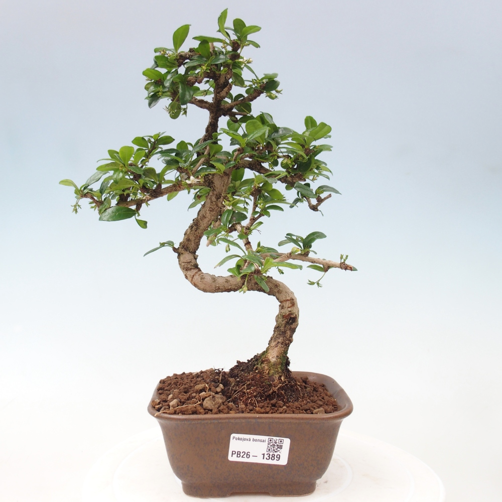 Room bonsai - Carmona macrophylla - Tea fuki