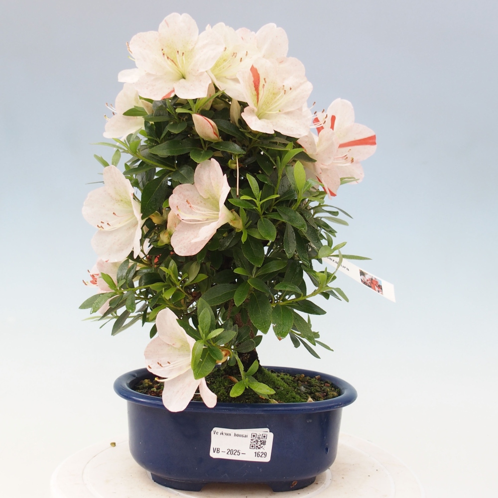 Outdoor bonsai - Japanese azalea - Azalea Asazakura