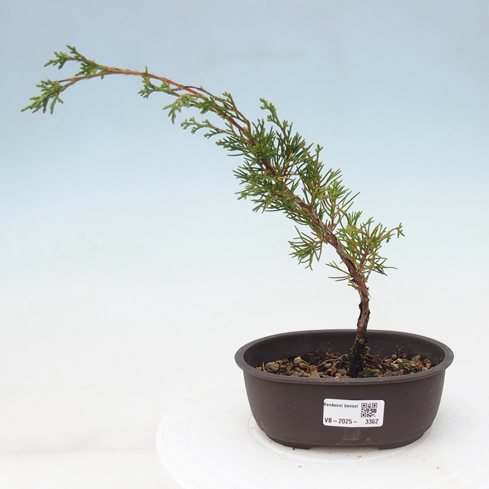 Outdoor bonsai - Juniperus chinensis Itoigawa - Chinese juniper