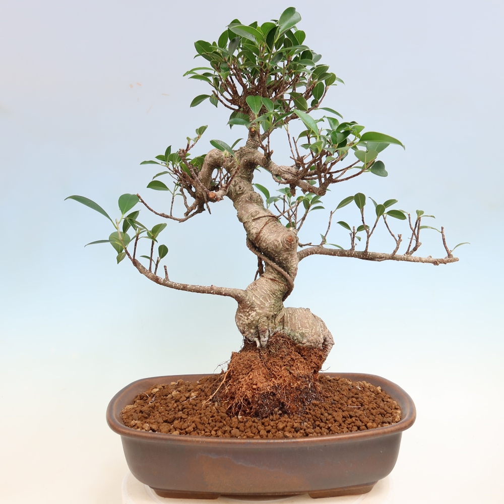 Room bonsai - Ficus kimmen - small-leaved ficus