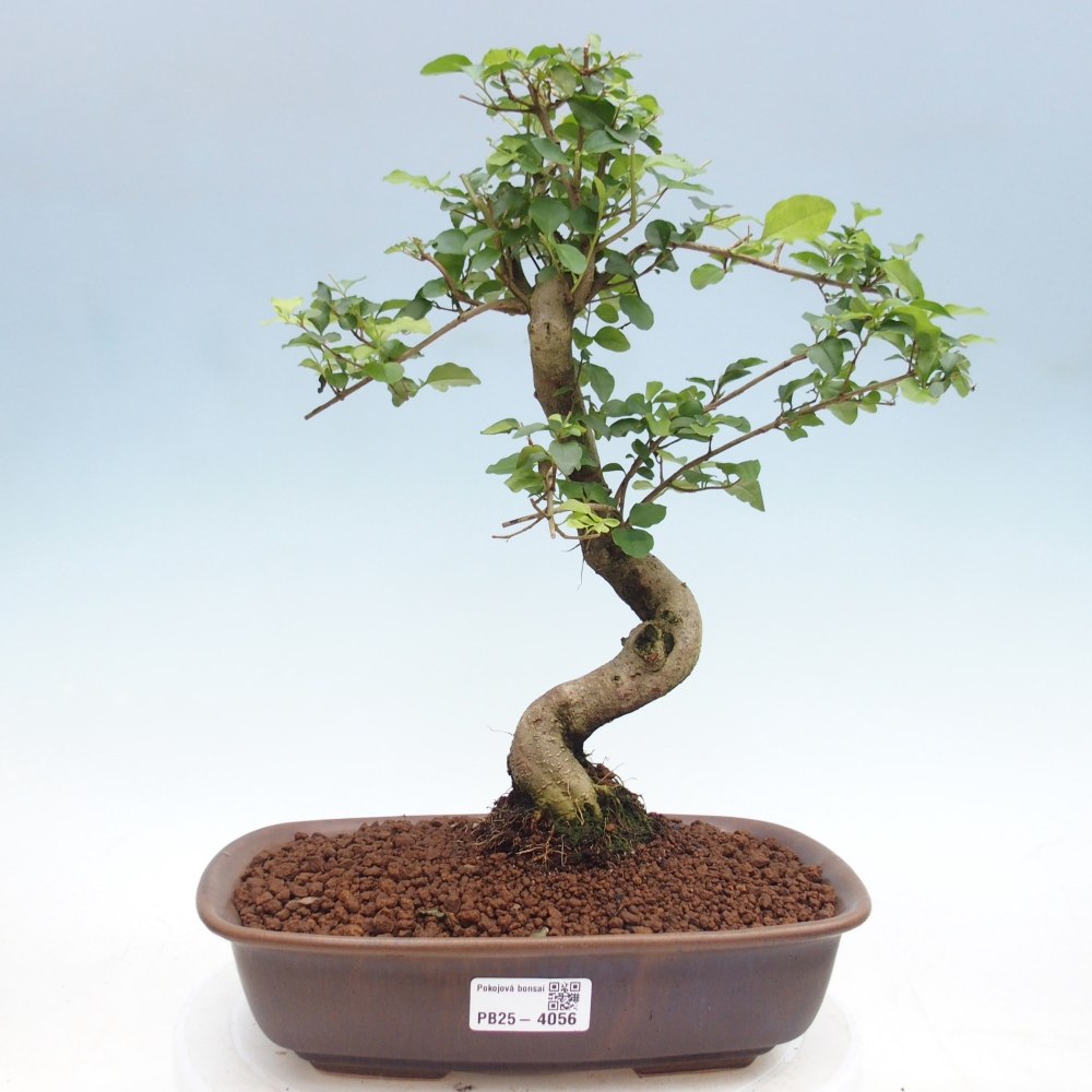 Room bonsai -Ligustrum chinensis - Birds Beak